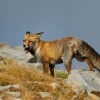 Liska obecna - Vulpes vulpes - Red Fox 2070
